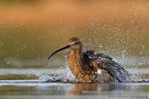 Grosser Brachvogel